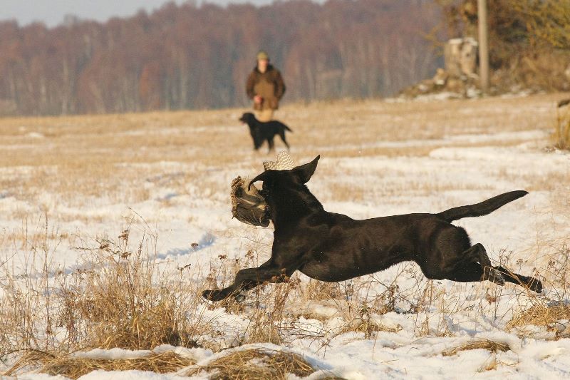 småvilt, jakt, retriever